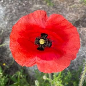 Meet your Posher, Jenn